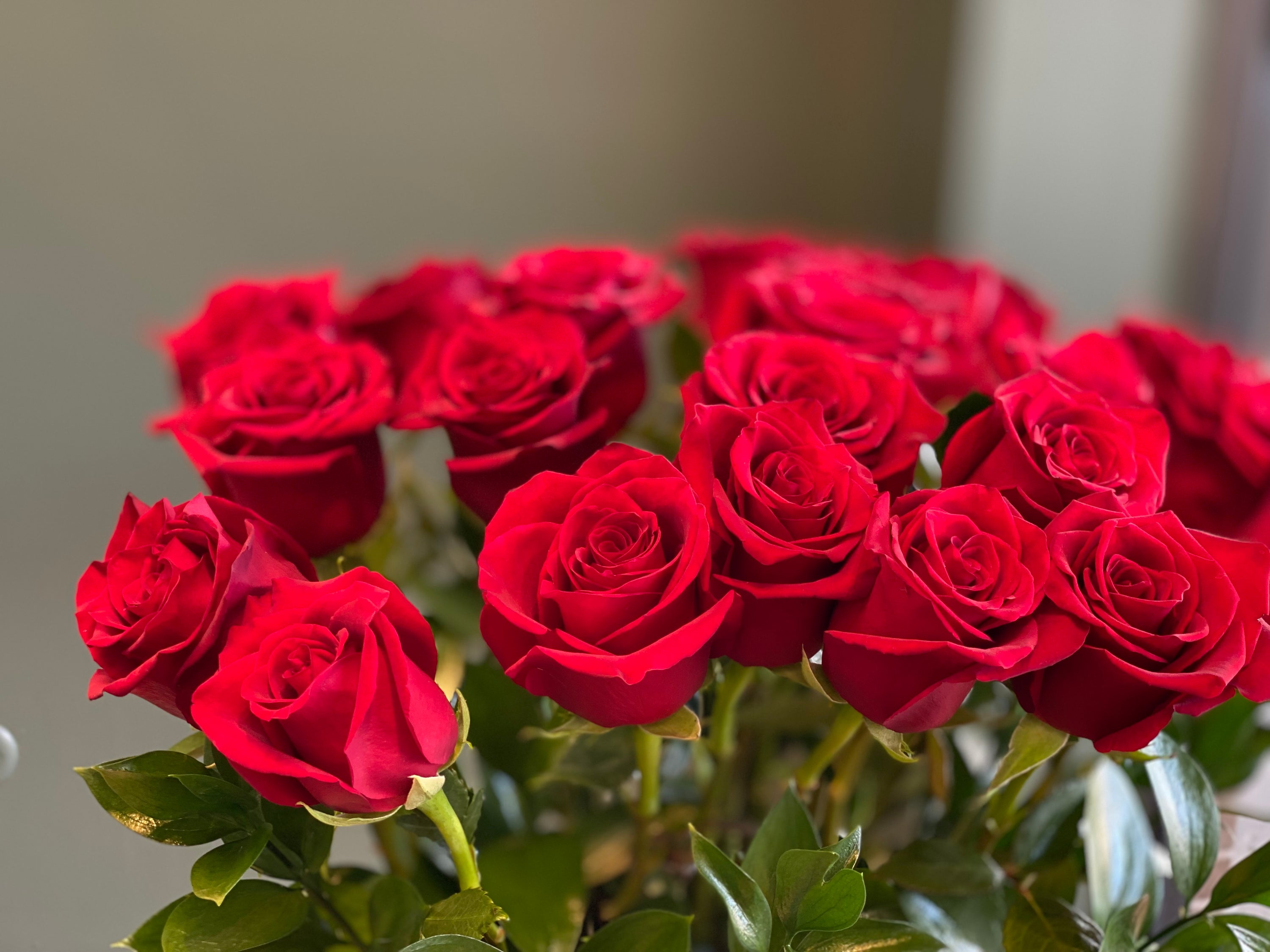 Stunning long stem red roses in full bloom, arranged with delicate green foliage