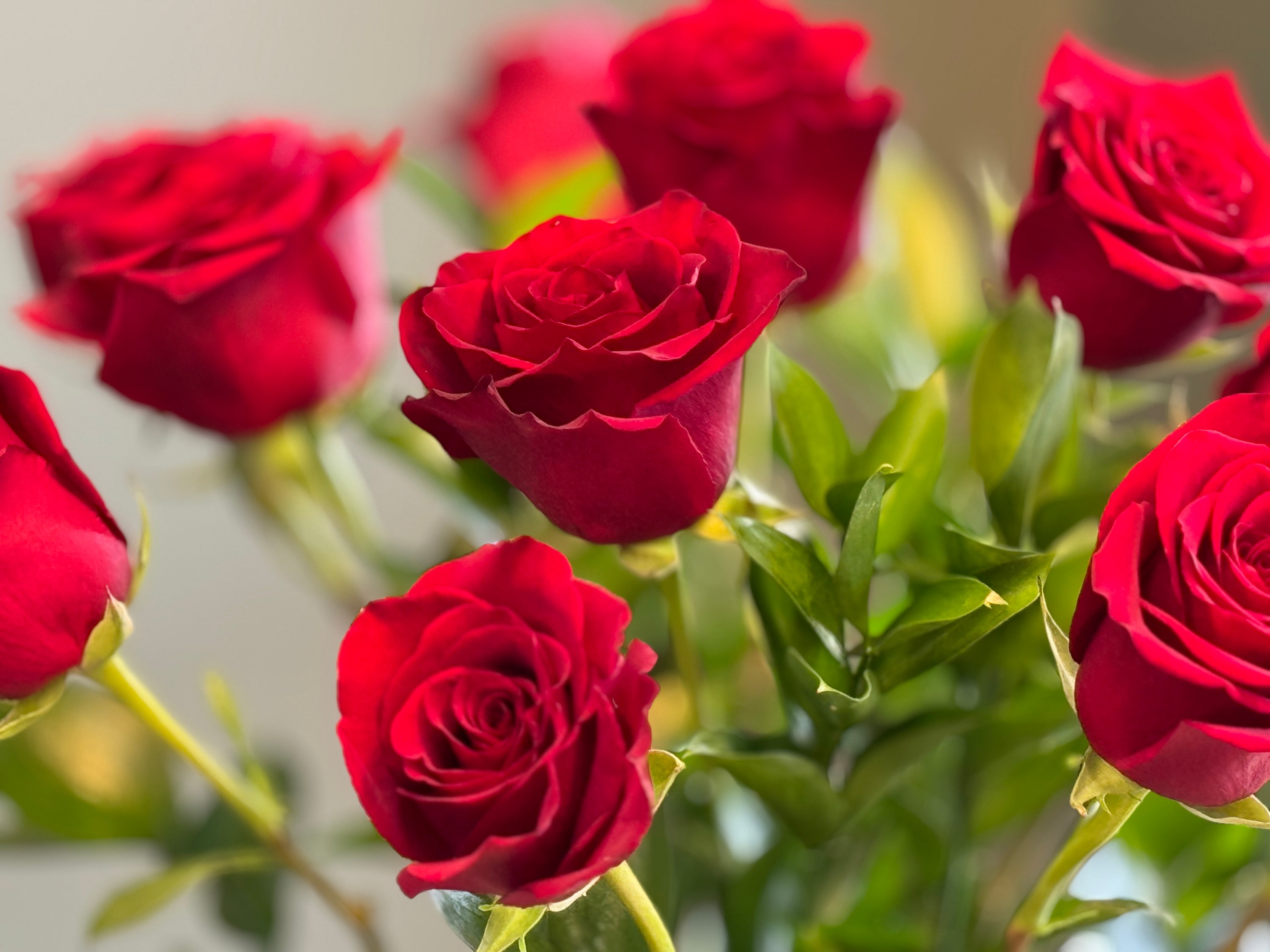 12 Premium Red Roses | Red vase