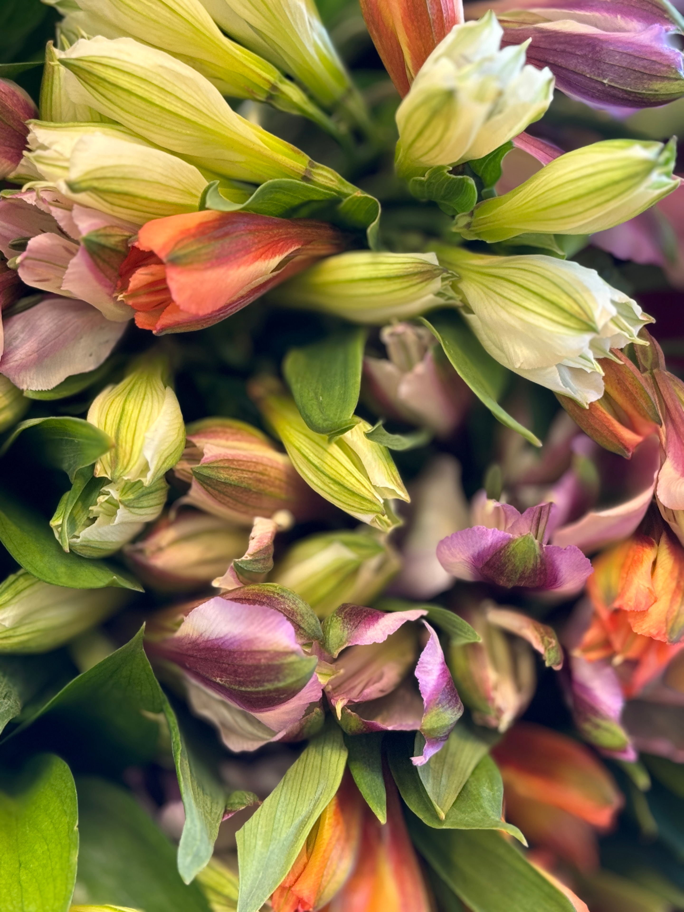 alstroemeria