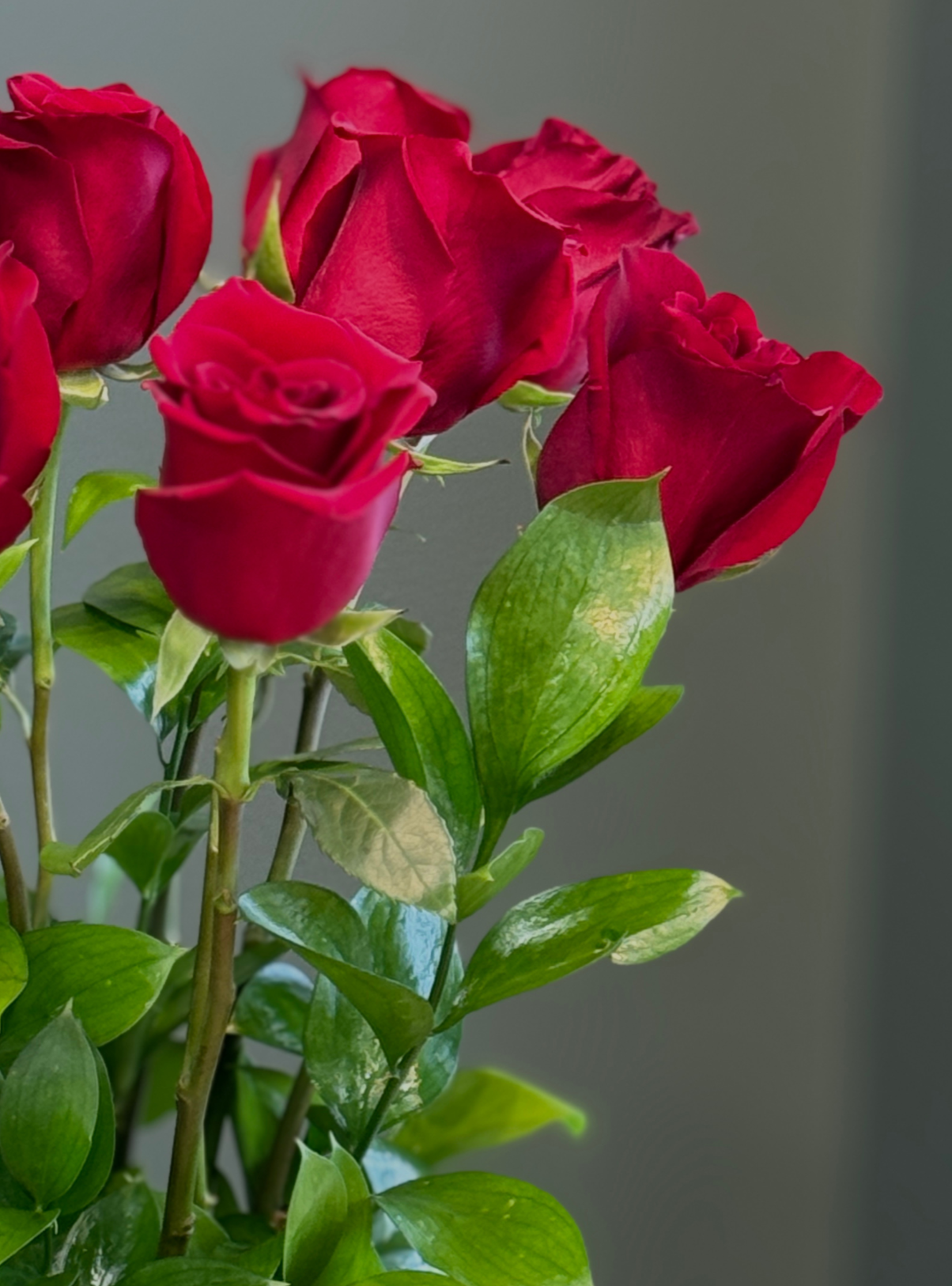 Dozen Red Roses in Livonia MI